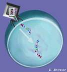http://www.genique.com/therapie%20genique/principe.htm